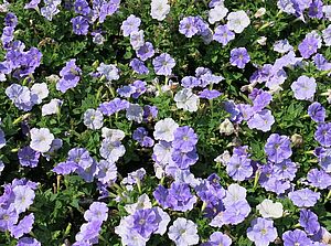 Impossible d'afficher l'image