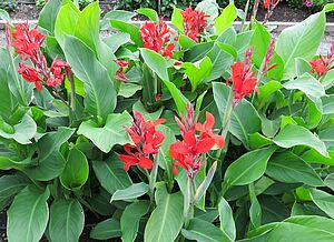 Impossible d'afficher l'image