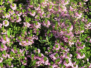 Scaevola 'Pink Wonder' Impossible d'afficher l'image