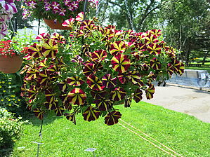 Petunia Amore 'Fiesta' Impossible d'afficher l'image