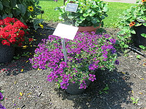 Verbena Vepita 'Blue Violet' Impossible d'afficher l'image