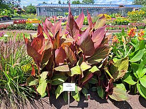 Impossible d'afficher l'image