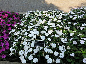 Impossible d'afficher l'image