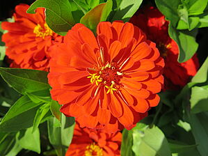 Zinnia 'Holi Scarlet' Impossible d'afficher l'image