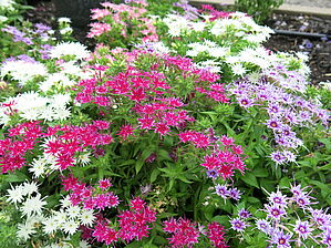 Phlox (Pot) Popstars 'En mélange' Impossible d'afficher l'image