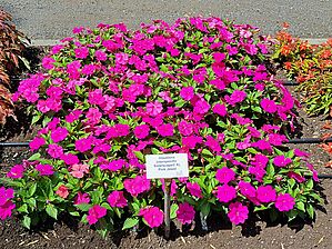 Impossible d'afficher l'image