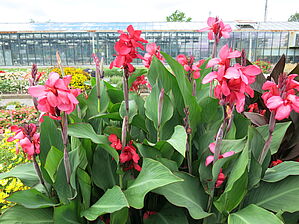 Impossible d'afficher l'image