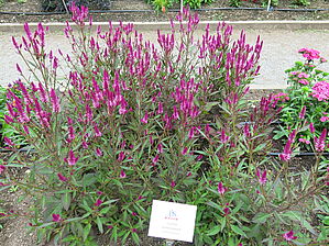 Impossible d'afficher l'image