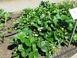 Impossible d'afficher l'image