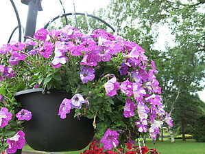 Impossible d'afficher l'image