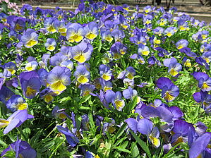 Viola 'Anytime Iris' Impossible d'afficher l'image
