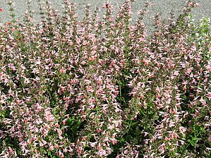 Salvia 'Summer Jewel Pink' Impossible d'afficher l'image