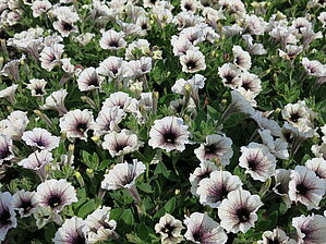 Petunia 'Supertunia Latte' Impossible d'afficher l'image