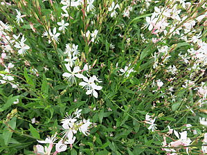 Impossible d'afficher l'image