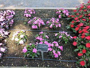 Impossible d'afficher l'image