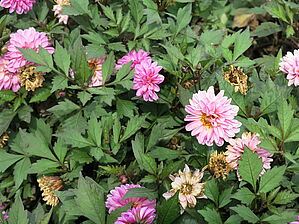 Impossible d'afficher l'image