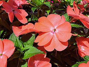 Impossible d'afficher l'image