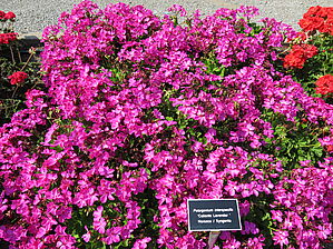 Impossible d'afficher l'image