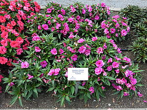 Impossible d'afficher l'image