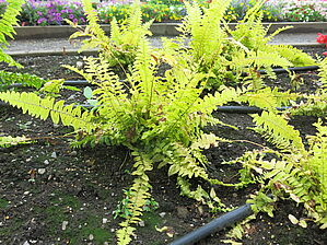 Impossible d'afficher l'image