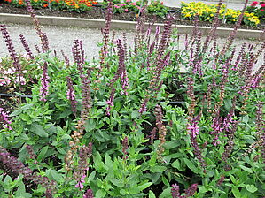Salvia Swifty 'Deep Rose' Impossible d'afficher l'image
