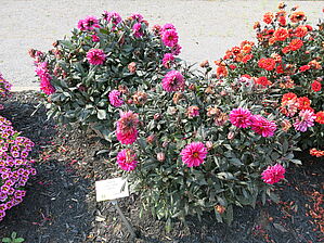 Impossible d'afficher l'image