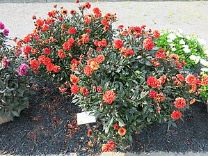 Impossible d'afficher l'image