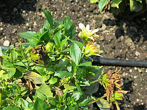 Impossible d'afficher l'image