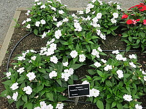 Impossible d'afficher l'image