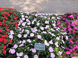 Impossible d'afficher l'image