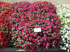 Impossible d'afficher l'image