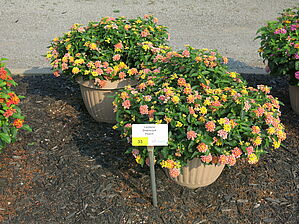 Impossible d'afficher l'image