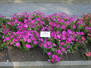 Petunia Constellation 'Magenta Comet' Impossible d'afficher l'image