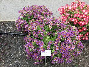 Petunia Fun House 'Amethyst Sunshine' Impossible d'afficher l'image