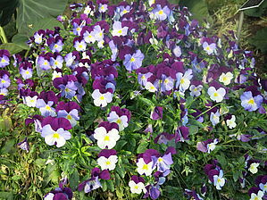 Viola 'Anytime Sugarplum' Impossible d'afficher l'image