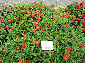 Zinnia 'Profusion Double Deep Salmon' Impossible d'afficher l'image
