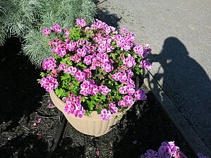 Impossible d'afficher l'image