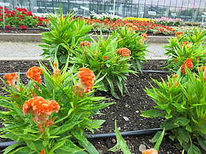 Impossible d'afficher l'image