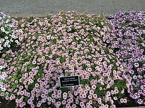 Petunia 'Supertunia Pink Moon' Impossible d'afficher l'image