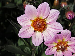 Impossible d'afficher l'image