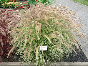 Impossible d'afficher l'image