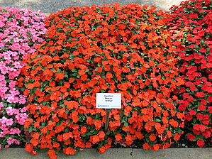 Impossible d'afficher l'image