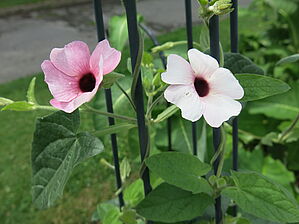 Thunbergia (Pot) Arizona 'Pink Beauty' Impossible d'afficher l'image