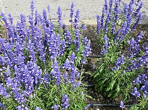 Salvia 'Sallyfun Bicolor Blue' Impossible d'afficher l'image