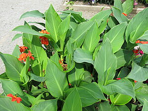 Impossible d'afficher l'image