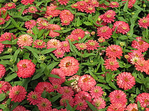 Zinnia Double Zahara 'Salmon' Impossible d'afficher l'image