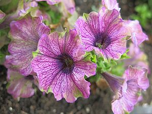 Petunia 'Violet Parakeet' Impossible d'afficher l'image