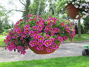 Calibrachoa 'Lindura Cosmos Hot Pink' Impossible to display the image