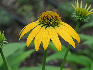 Impossible d'afficher l'image