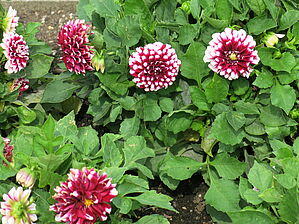 Impossible d'afficher l'image